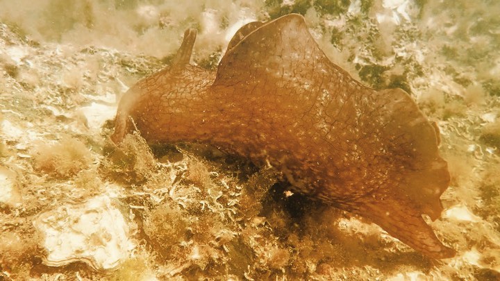 Sea hares (Aplysia spp.) – Ross M. W. Bennetts